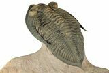 Flying Zlichovaspis Trilobite - Orange Eye Preservation #339540-6